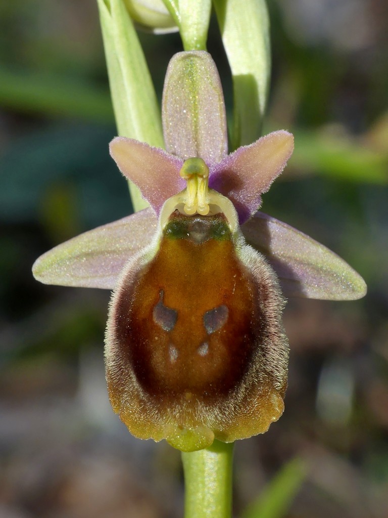 Le splendide Ophrys crabronifera e idinosauri! Esperia (Fr)